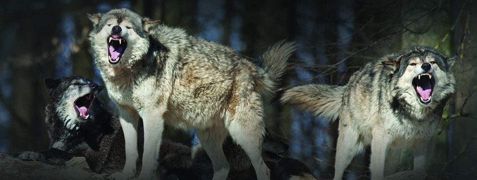 WolfPack-image-980x370