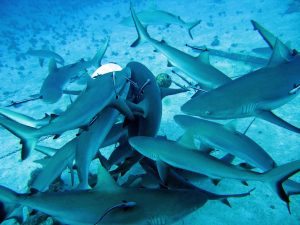 shark-feeding-frenzy-1800x1300
