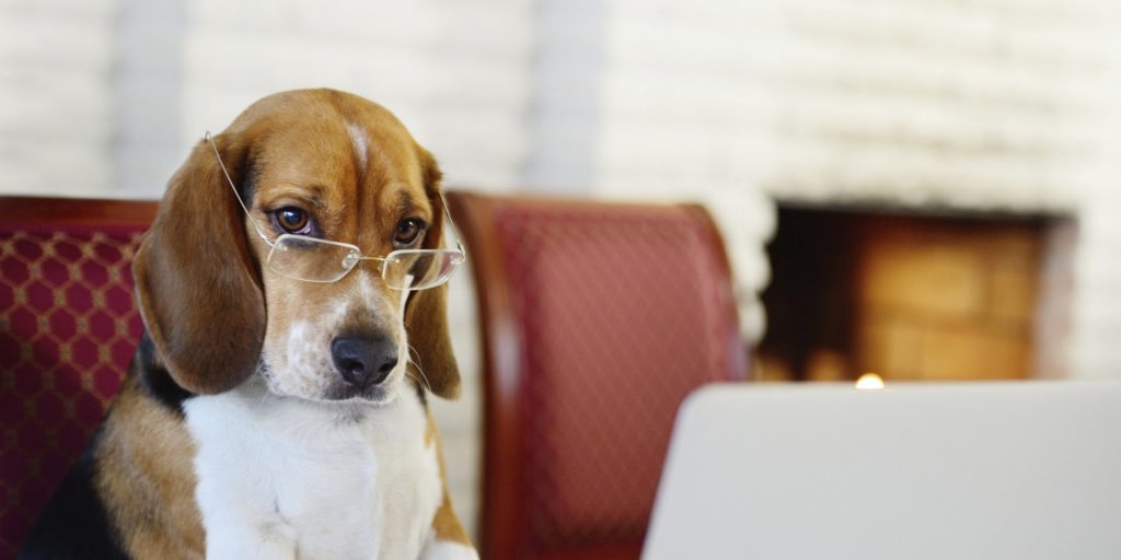 Dog working comfortably from home
