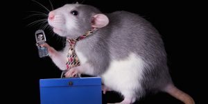 business-rat-crop-793x396