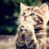 Anime-kittens-cats-praying-496315